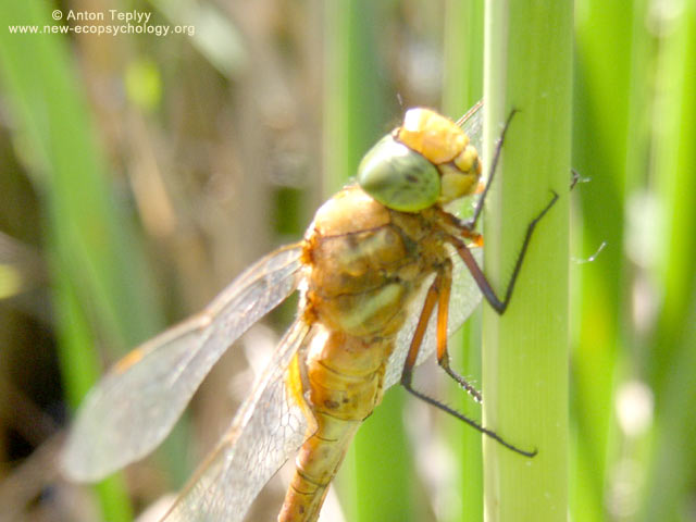 Vagrant Darter (Sympetrum vulgatum)