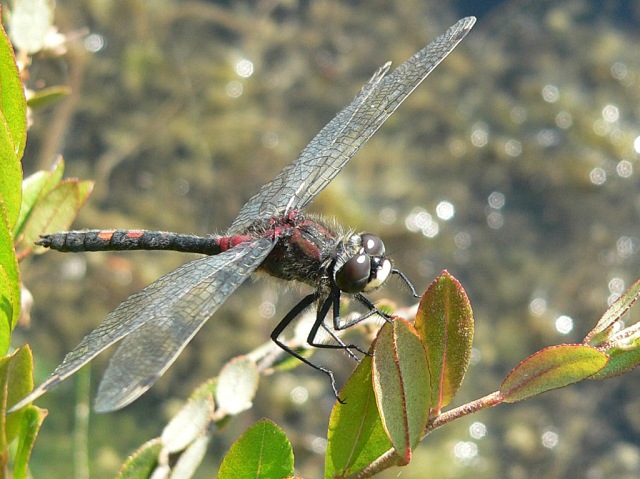 Leucorrhinia dubia