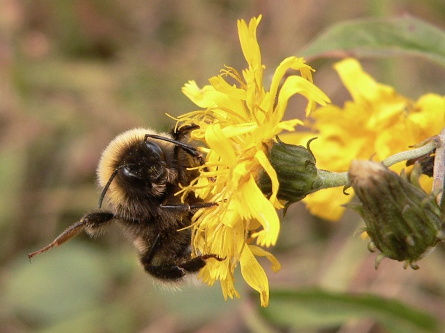 Helle Erdhummel (Bombus lucorum)