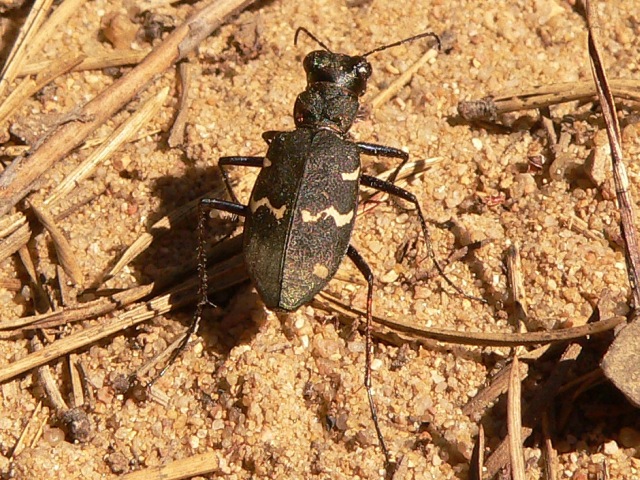 Cicindela sylvatica