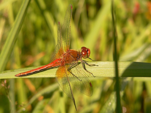 Sympetrum flaveolum