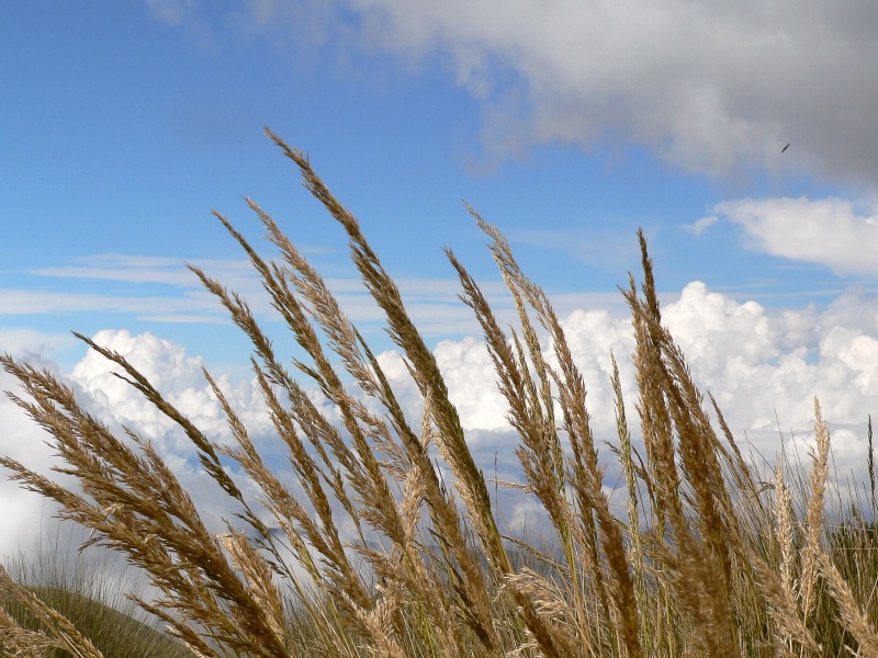 Andes