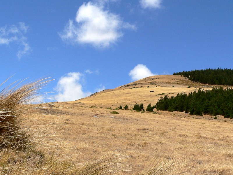 Andes