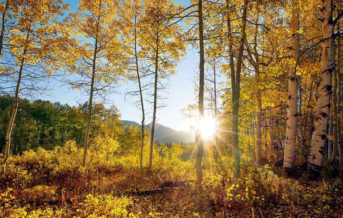 Autumn in Colorado