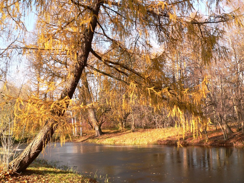 Autumn (Fall)