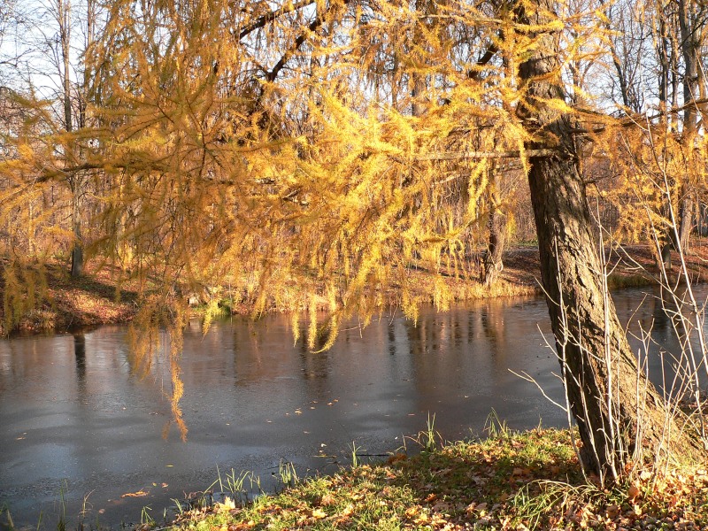 Autumn (Fall)