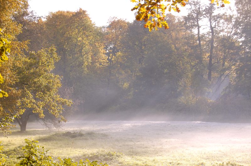 Golden Autumn