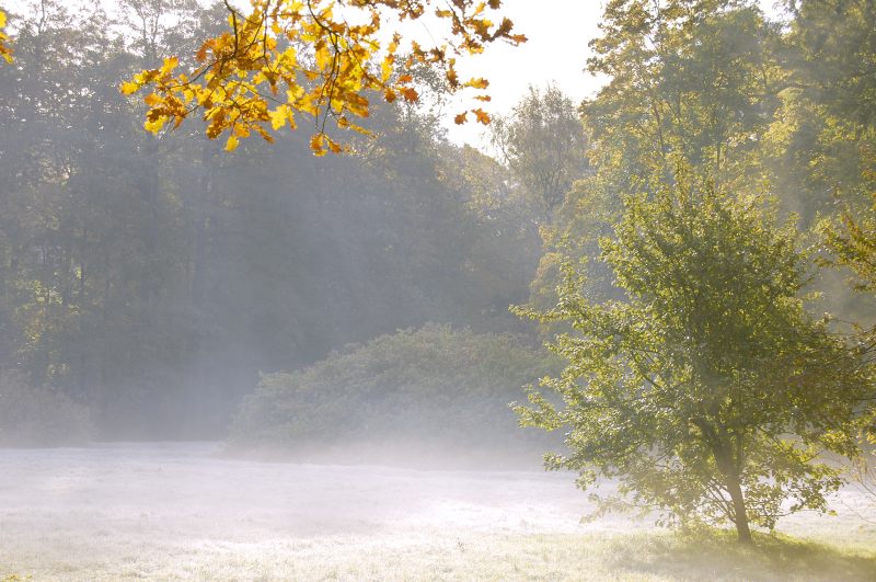 Golden Autumn