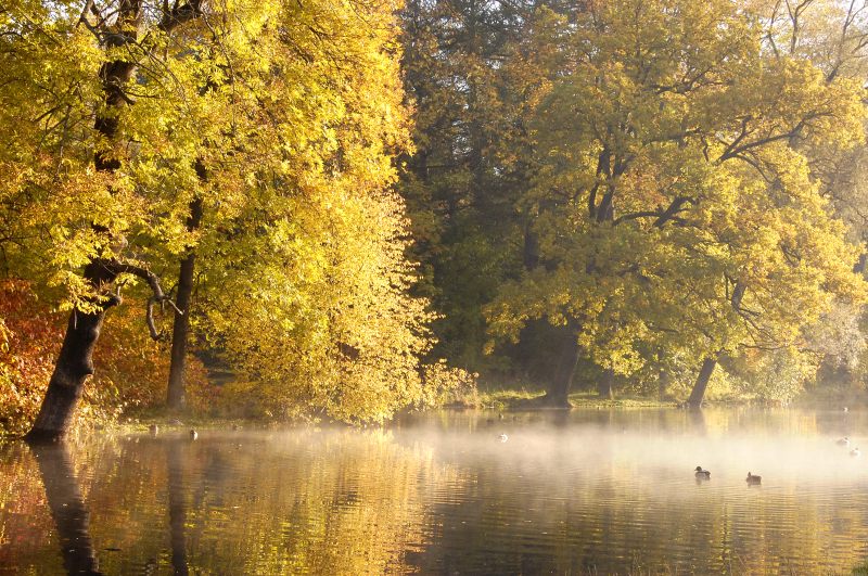 Golden Autumn