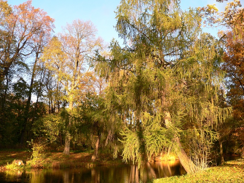 Autumn (Fall)
