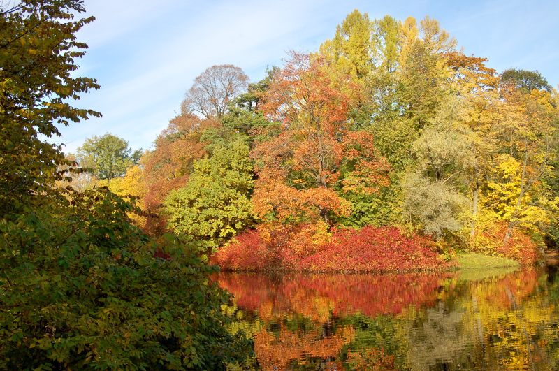 Golden Autumn