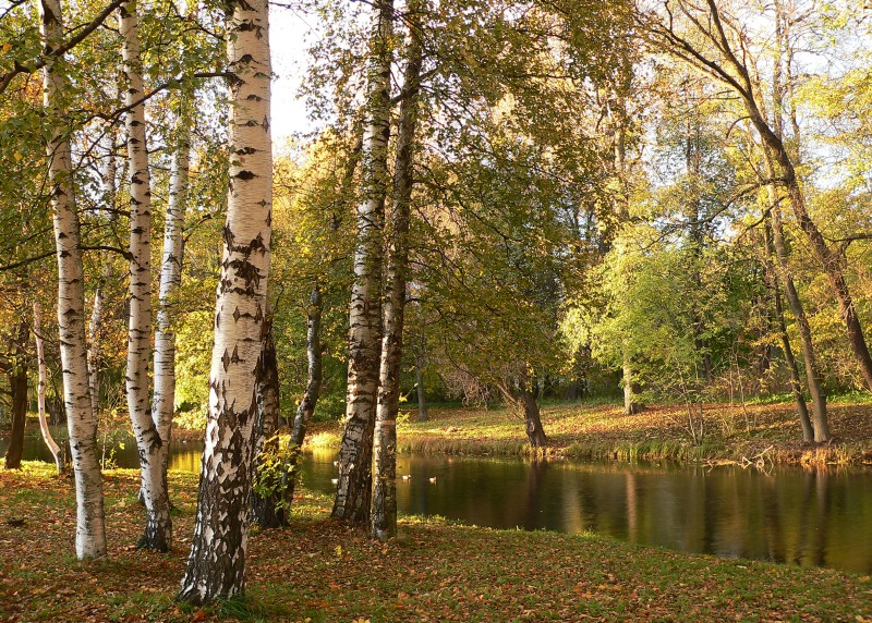 Autumn (Fall)