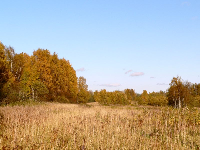 Golden Autumn