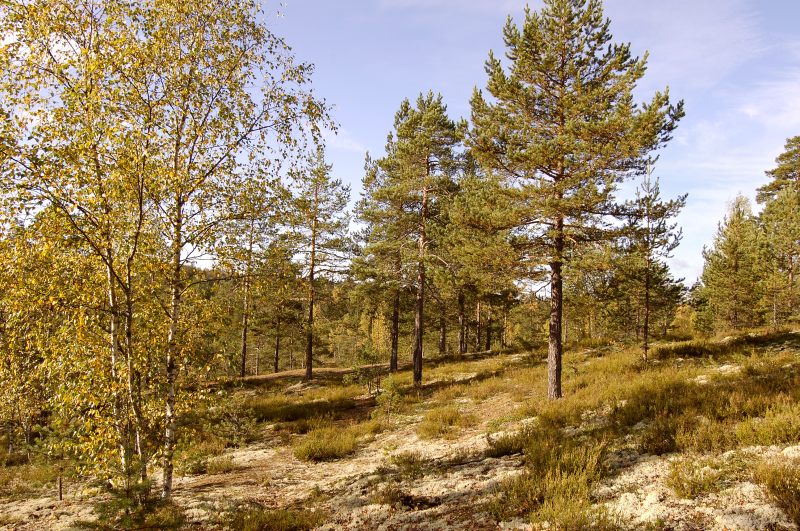 Autumn Forest
