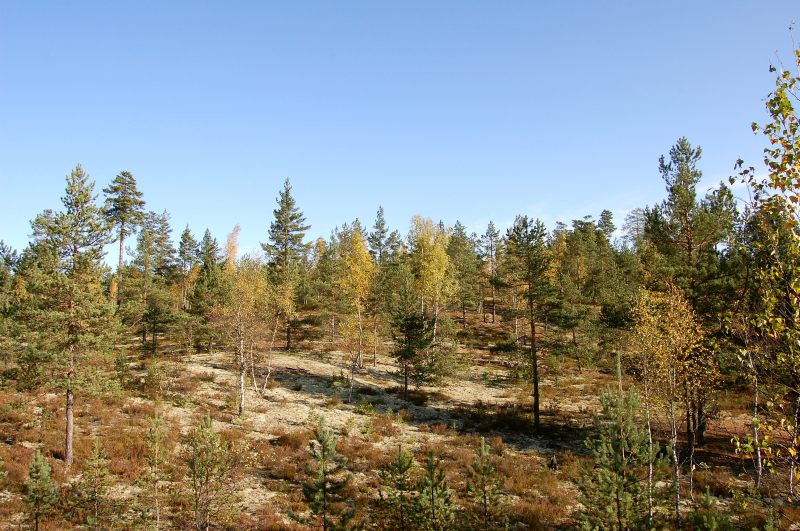 Autumn Forest