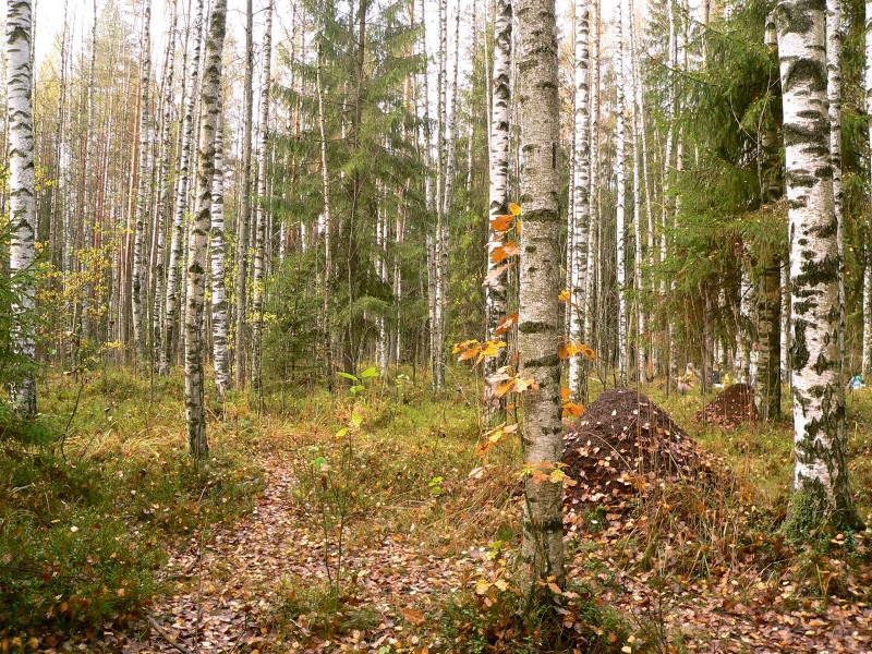 Autumn (Fall)