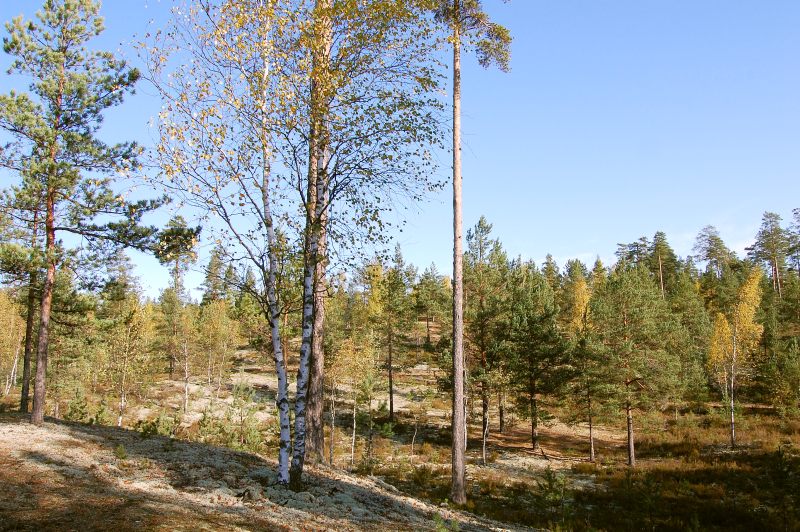 Autumn Forest