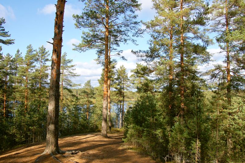 Autumn Forest