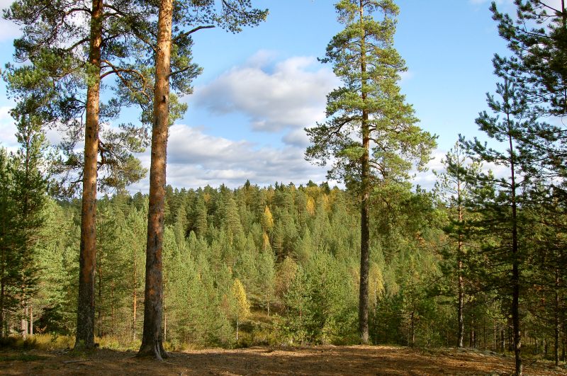 Autumn Forest