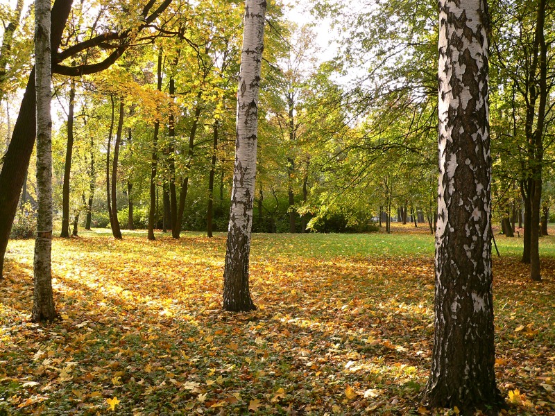 Autumn (Fall)