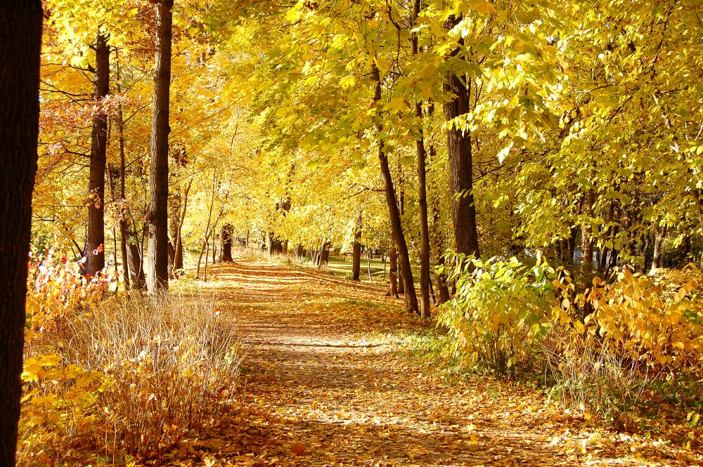 Golden Autumn