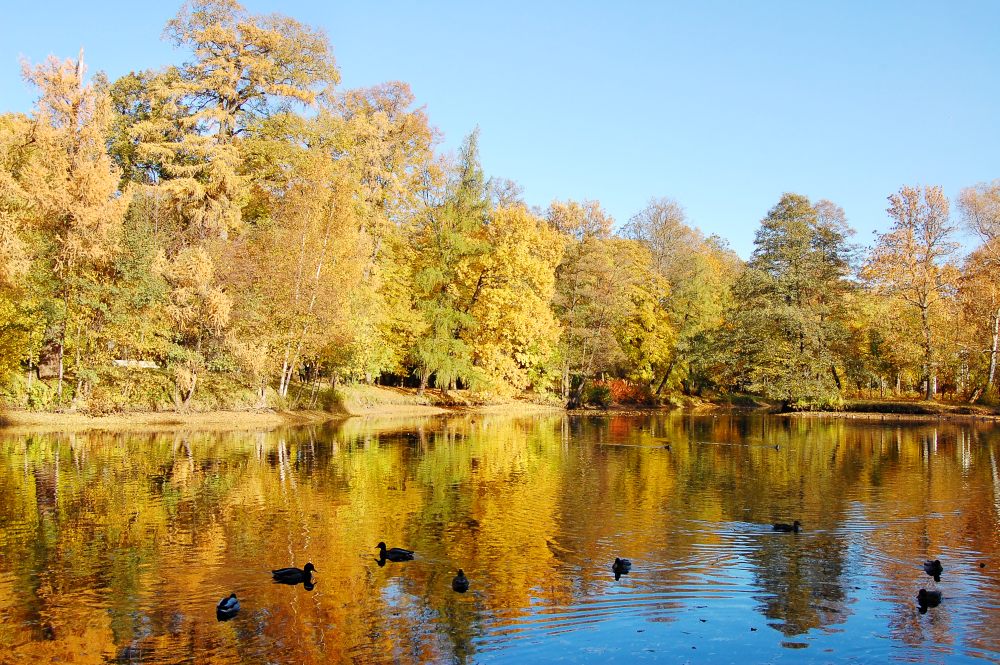 Golden Autumn