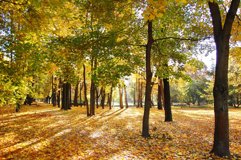 Golden Autumn