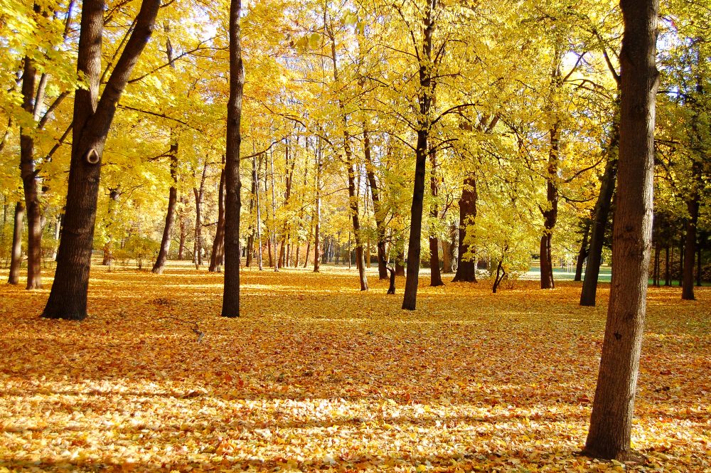 Golden Autumn
