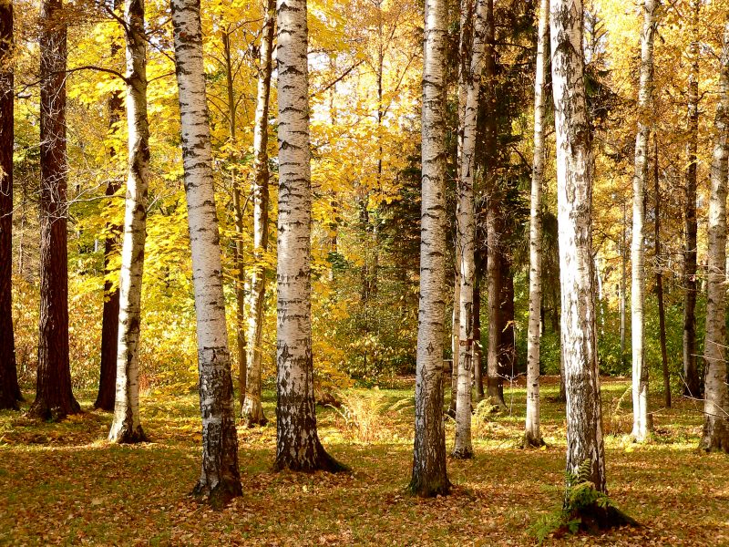 Golden Autumn