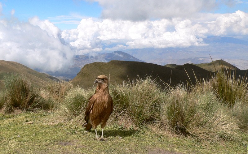 Andes