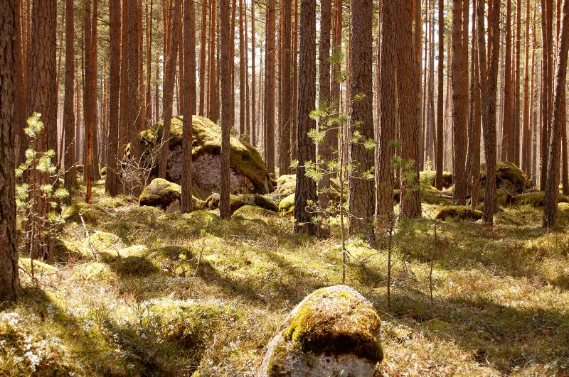 Karelian Isthmus