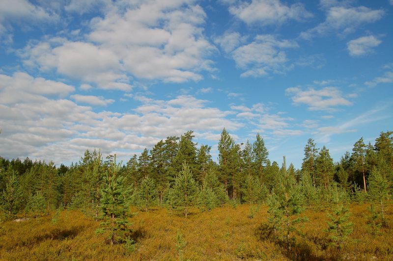 Karelian Isthmus