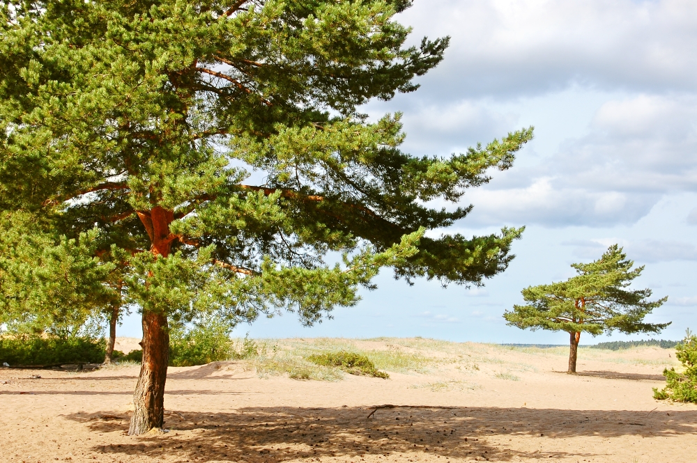Karelian Isthmus
