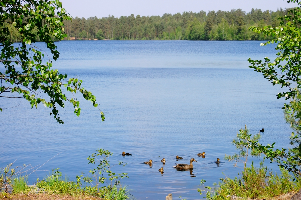 Karelian Isthmus