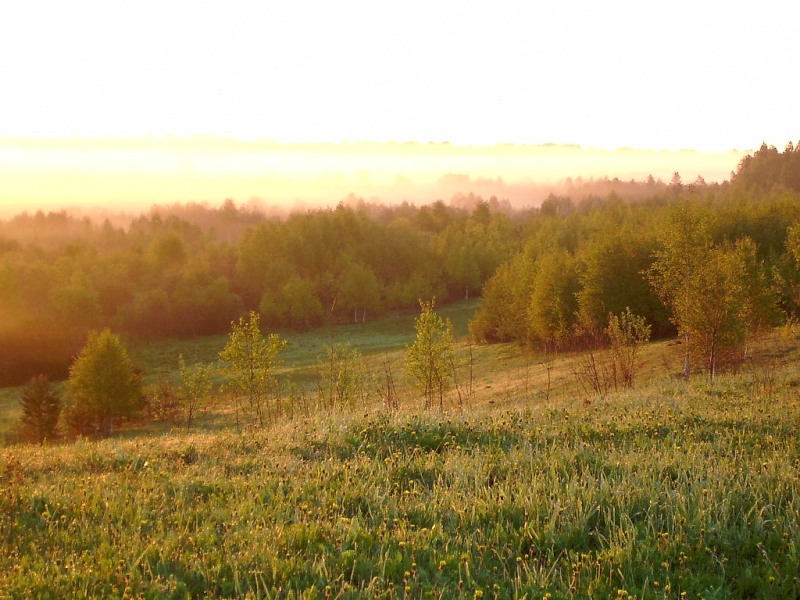 Harmony of morning