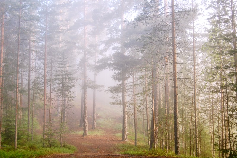Harmony of morning