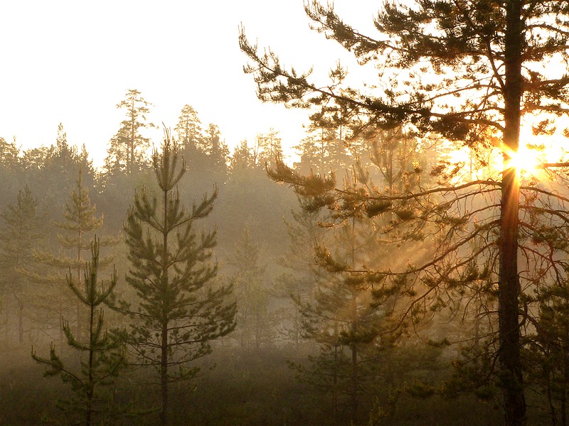 Magic of morning