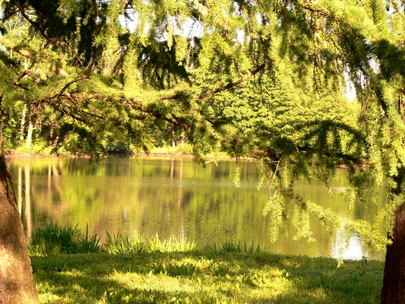 Harmony of morning