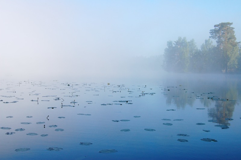 Harmony of morning