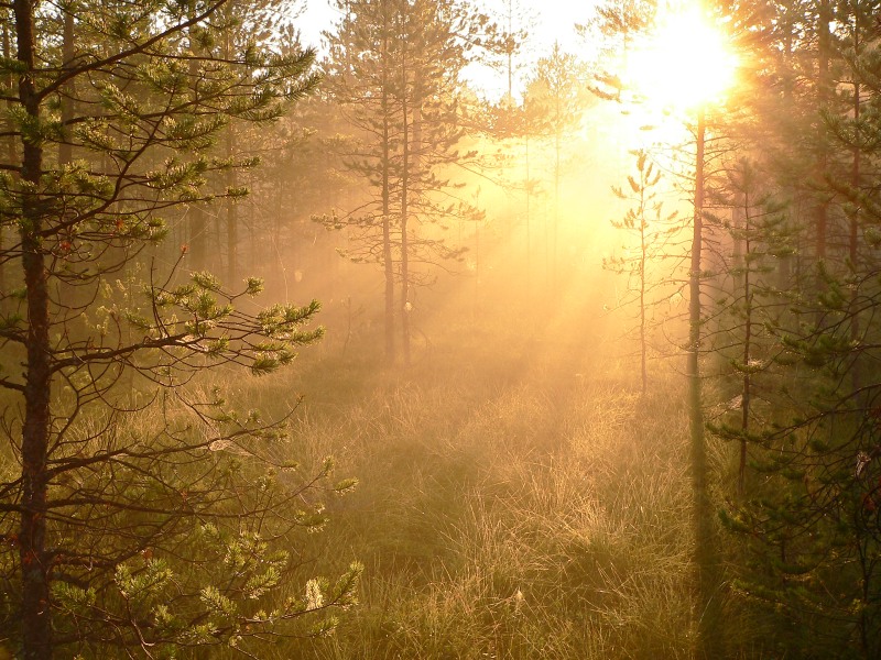 Magic of morning