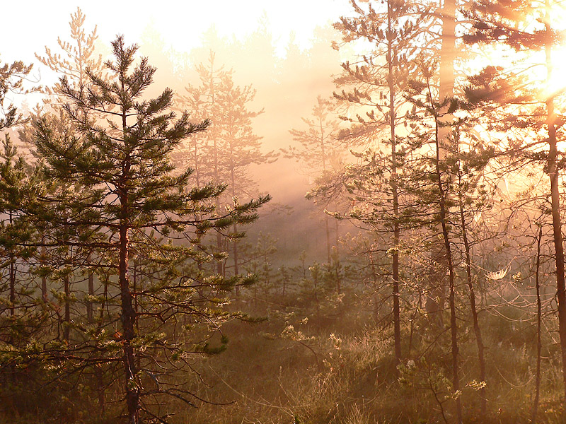 Magic of morning
