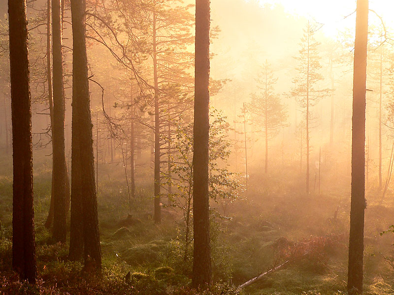 Magic of morning