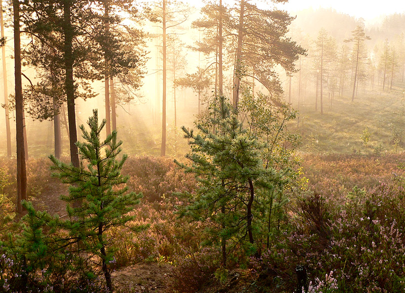 Magic of morning