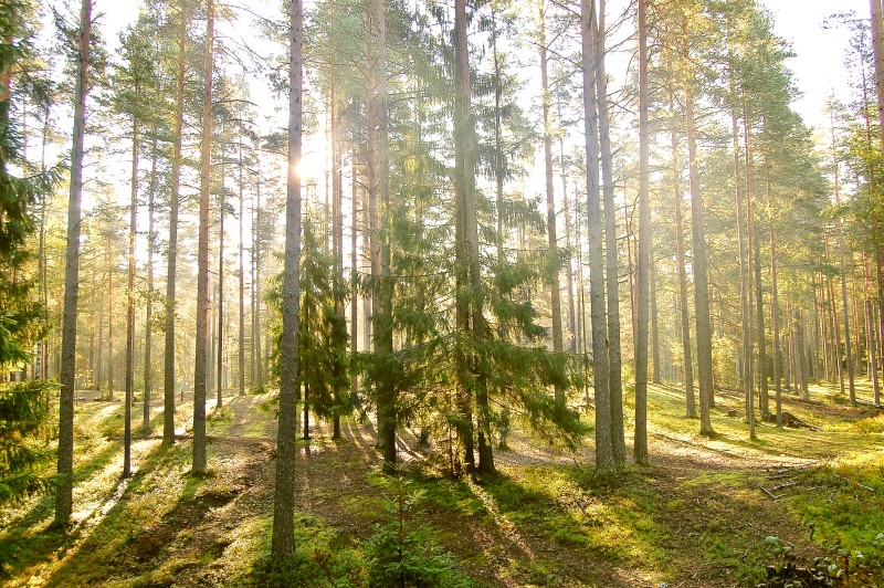 Harmony of morning