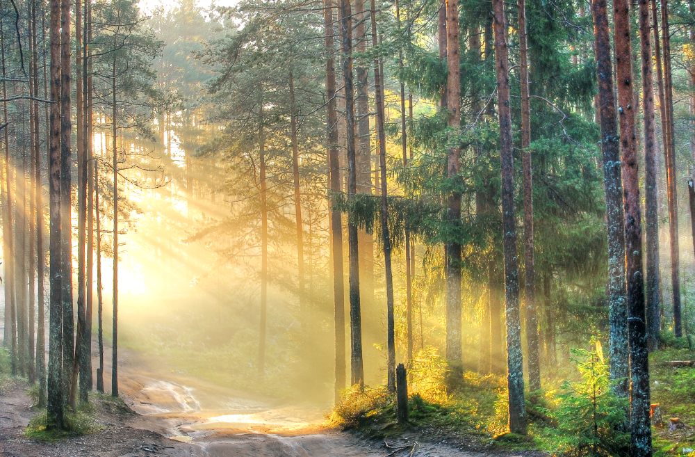 Magic of morning