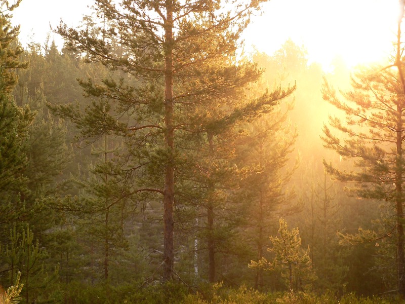 Magic of morning