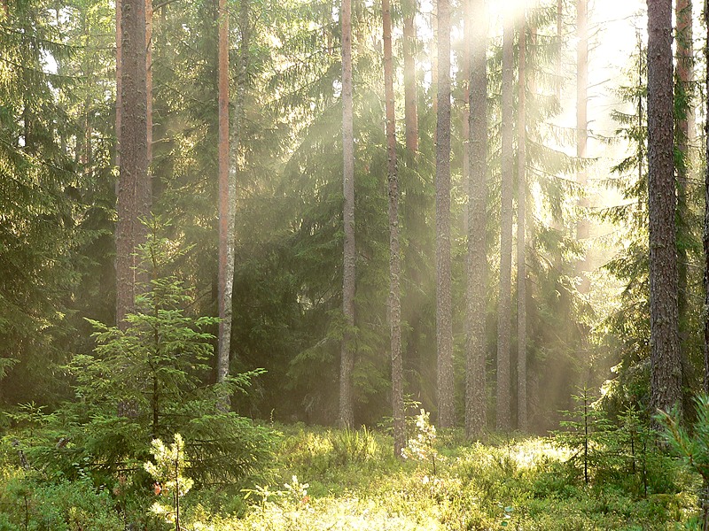 Harmony of morning