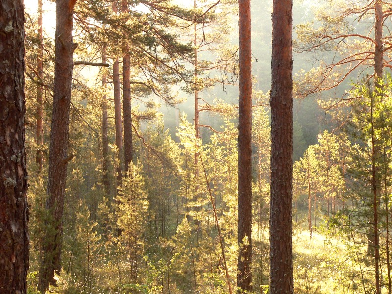 Harmony of morning