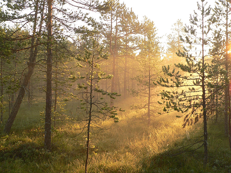 Magic of morning