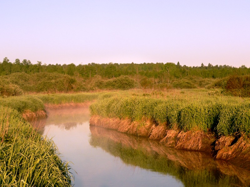 Harmony of morning